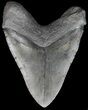 Huge, Megalodon Tooth - South Carolina #43017-2